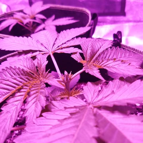 FP growlog photo: FP right after topping
