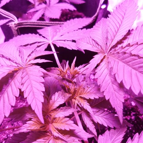 FP growlog photo: FP 48 hours post topping