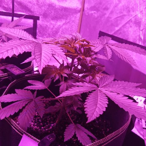 FP growlog photo: Week 4 photos