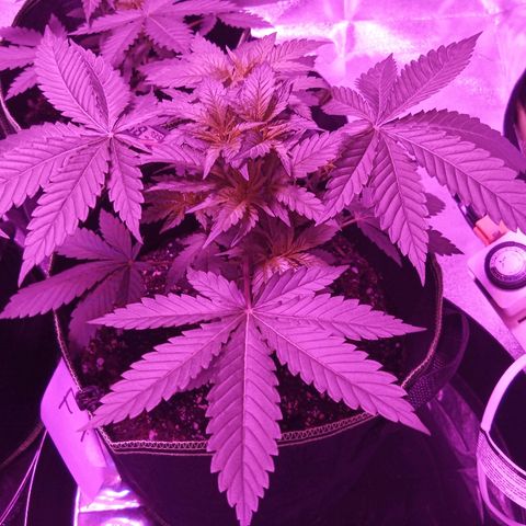 FP growlog photo: Week 4 photos