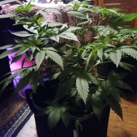 FP growlog photo: Week 5 from sprout photos