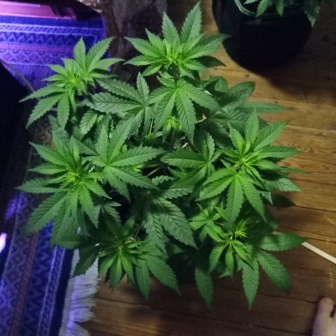 FP growlog timeline photo