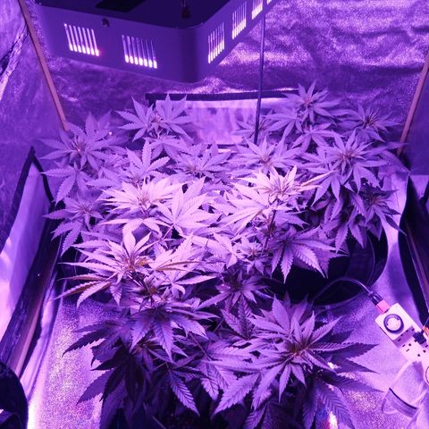 FP growlog timeline photo