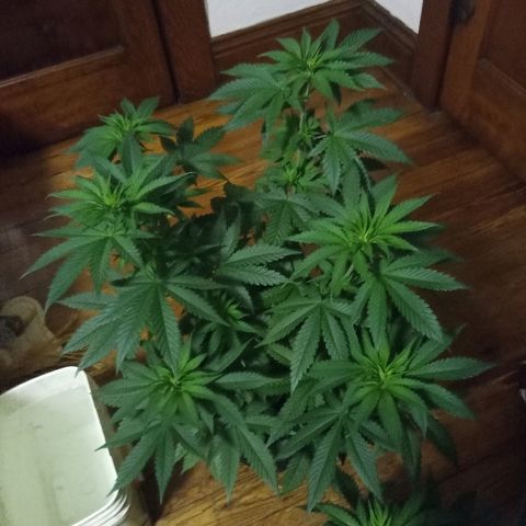 FP growlog photo: 6 weeks from sprout
