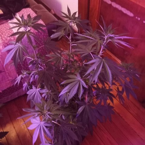 FP growlog photo: FP 7 weeks from sprout. Didn't take much time setting up this pic.