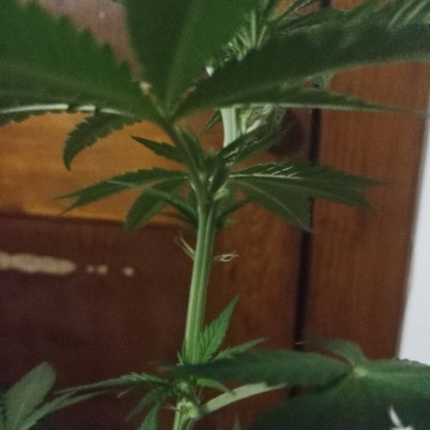 FP growlog photo: Some pistils from one of the highest points on FP