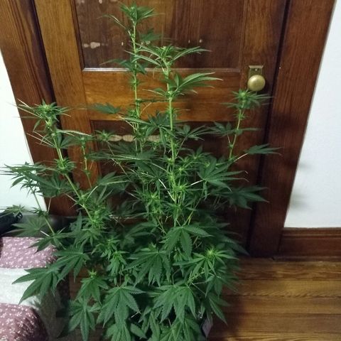 FP growlog photo: Full shot of FP, 8 weeks 1 day