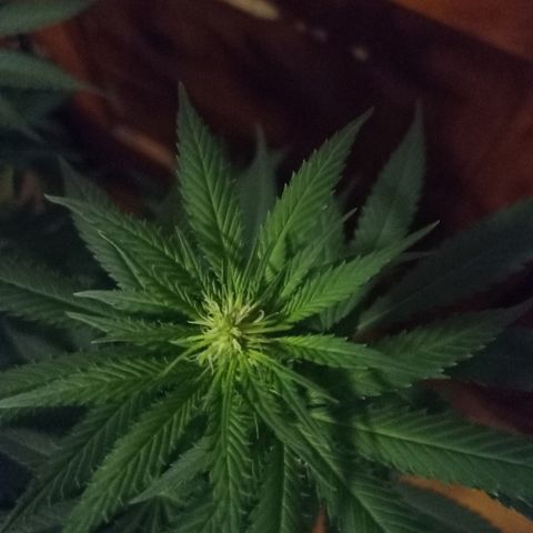 FP growlog timeline photo