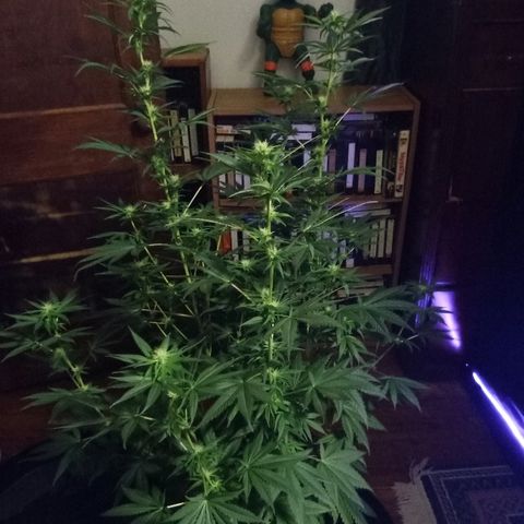 FP growlog photo: FP full shot 9 weeks from sprout, 3 weeks from 12/12