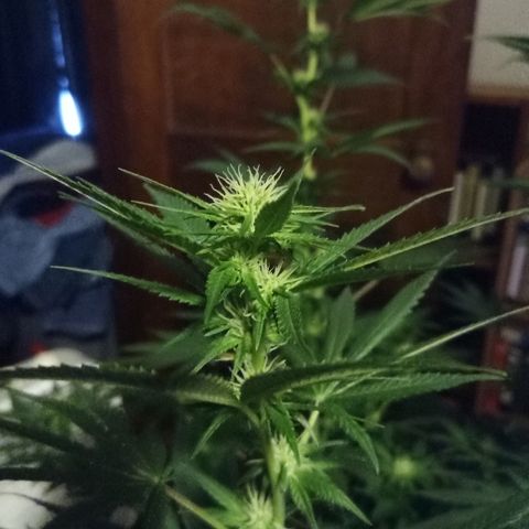 FP growlog timeline photo
