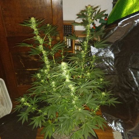 FP growlog photo: FP 3 weeks 6 days from flower switch