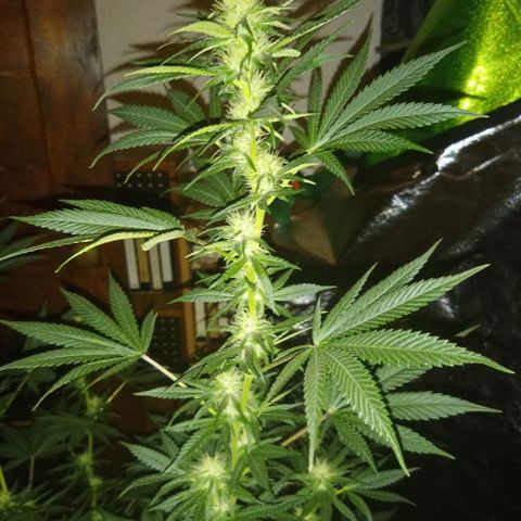 FP growlog photo: One of FPs main colas,  3 weeks 6 days from flower switch