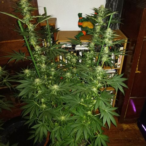 FP growlog photo: FP 11 weeks 1 day from sprout, 5 weeks 1 day from 12/12