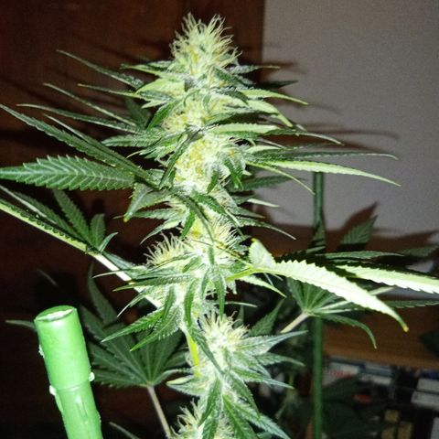 FP growlog timeline photo