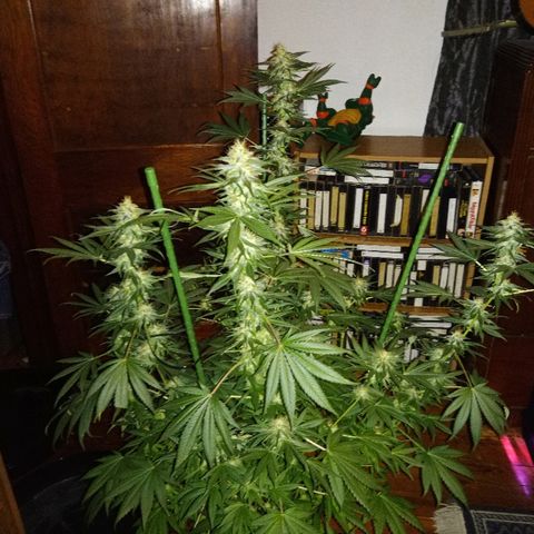 FP growlog photo: FP, 12 weeks from sprout and 6 weeks from 12/12