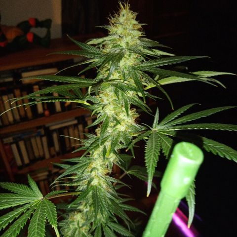 FP growlog photo: FP, 12 weeks 6 days from sprout, 6 weeks 6 days from 12/12.