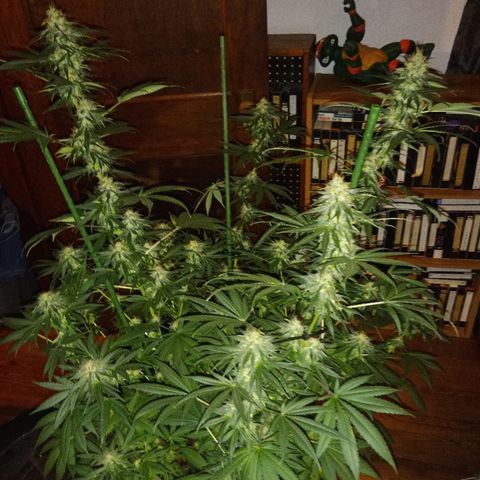 FP growlog photo: FP, 12 weeks 6 days from sprout, 6 weeks 6 days from 12/12.
