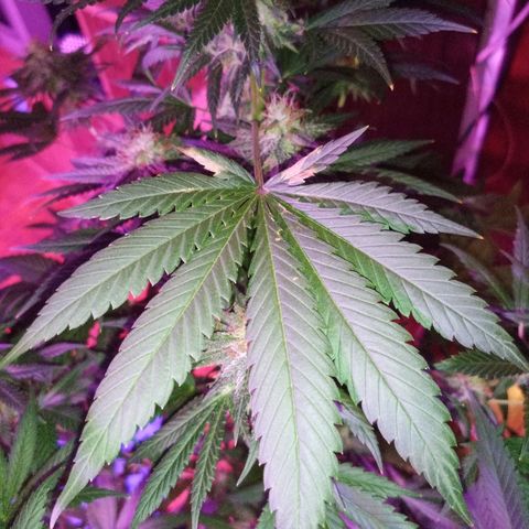 FP growlog photo: Mentioned issues from 7/19. The most severely impacted leaf is pictured, and it is not particularly widespread yet.