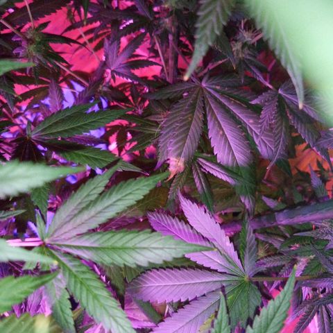 FP growlog photo: Mentioned issues from 7/19. The most severely impacted leaf is pictured, and it is not particularly widespread yet.