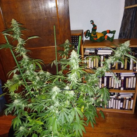 FP growlog photo: FP, 14 weeks 2 days from sprout, 8 weeks 2 days from 12/12 switch.