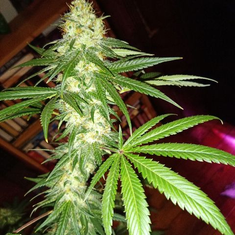 FP growlog timeline photo