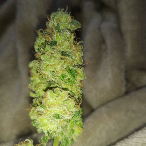 FP growlog photo: From LB - Branch that fell, trimmed wet.