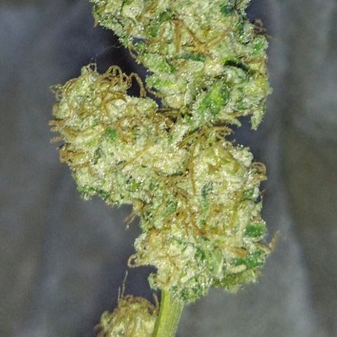 FP growlog photo: LB branch, dried.