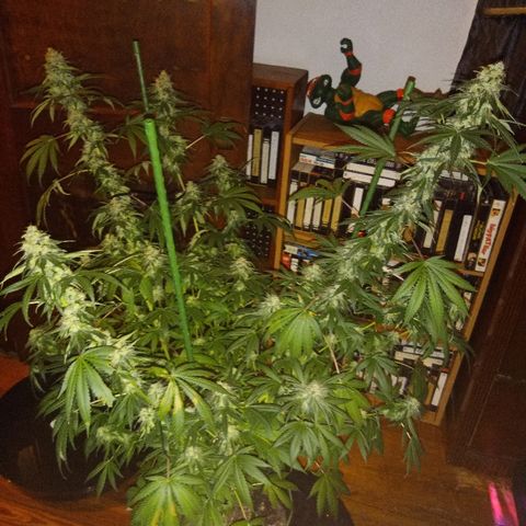 FP growlog photo: 15 weeks 1 day from sprout, 9 weeks 1 day from 12/12 switch