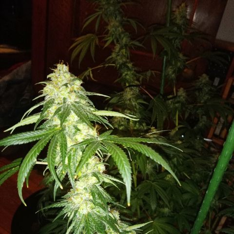 FP growlog photo: 15 weeks 1 day from sprout, 9 weeks 1 day from 12/12 switch