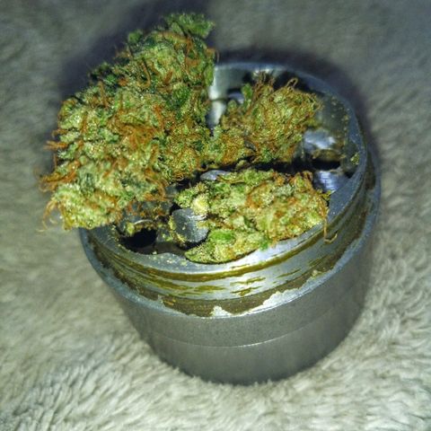 FP growlog photo: Last of LB branch going into the grinder!