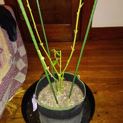 FP growlog photo: FP, pre and post chop. 