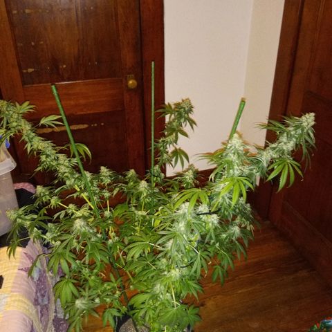 FP growlog photo: FP, pre and post chop. 