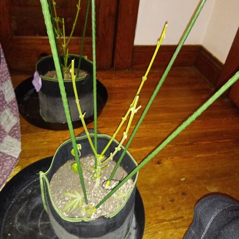 FP growlog photo: LB, one week prior to chop and post chop
