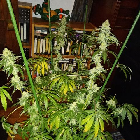 FP growlog photo: LB, one week prior to chop and post chop