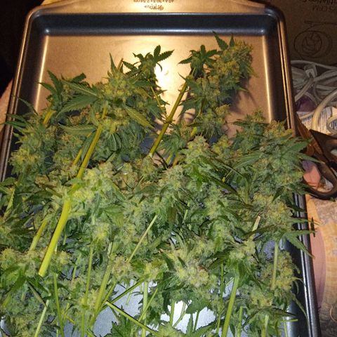 FP growlog photo: LB first pass trim
