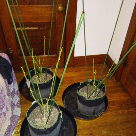 FP growlog photo: Plant graveyard. RIP 