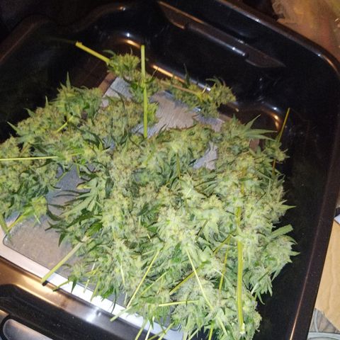 FP growlog photo: Seedy first pass trim