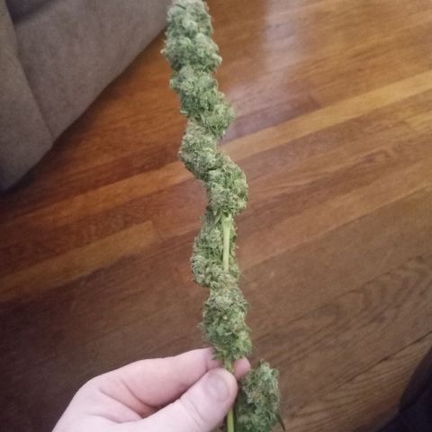 FP growlog photo: One of FPs main colas trimmed
