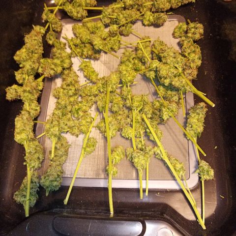 FP growlog photo: FP, trimmed