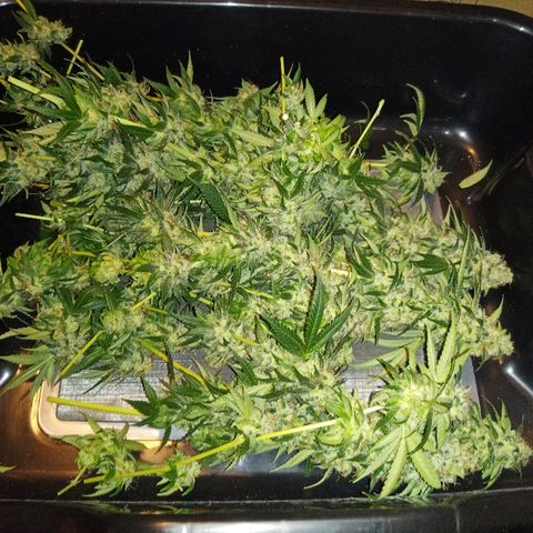 FP growlog photo: FP pre trim