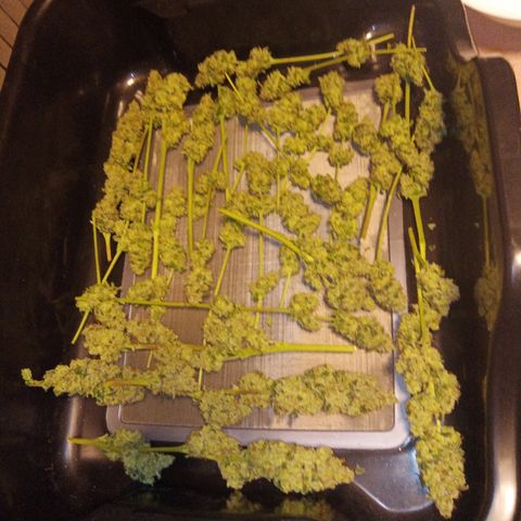 FP growlog photo: LB, trimmed
