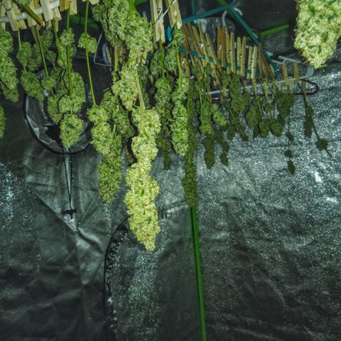 FP growlog photo: Left side of tent drying. Unable to get good shot of right.