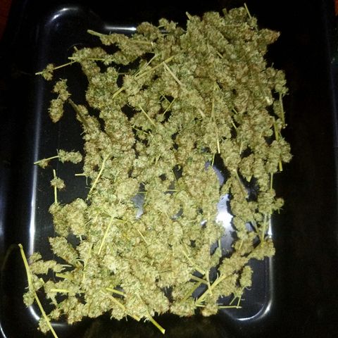 FP growlog photo: Dried buds about to be jarred after some stem removal