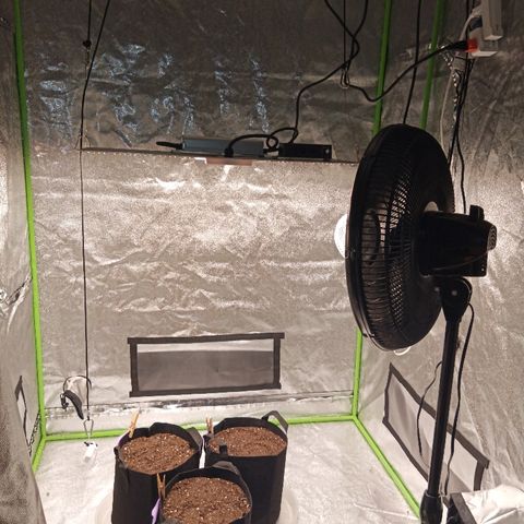 Skyler growlog photo: Tent setup