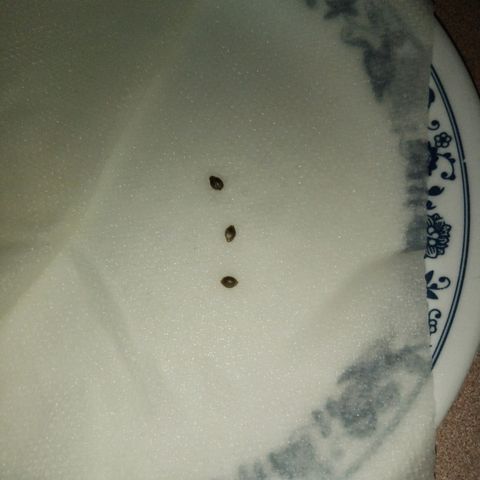 Skyler growlog photo: Germinations step 2