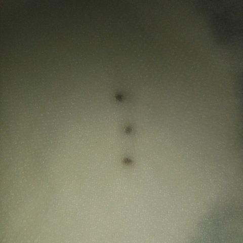 Skyler growlog photo: Germinations step 2