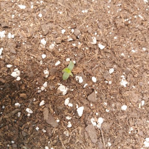 Skyler growlog photo: Within 24h of sprout