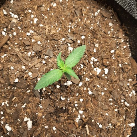 Skyler growlog photo: Jane, one week from sprout