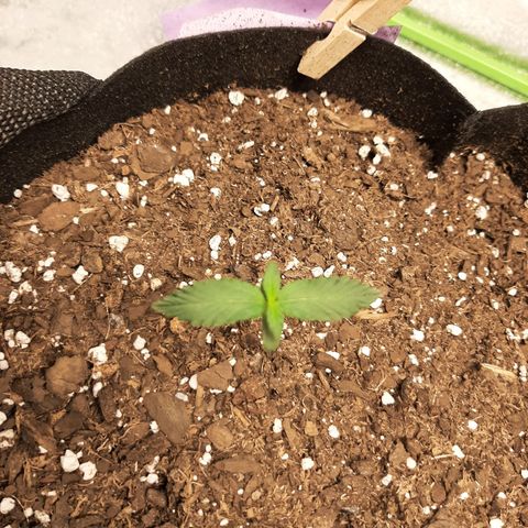 Skyler growlog photo: Francesca, one week from sprout