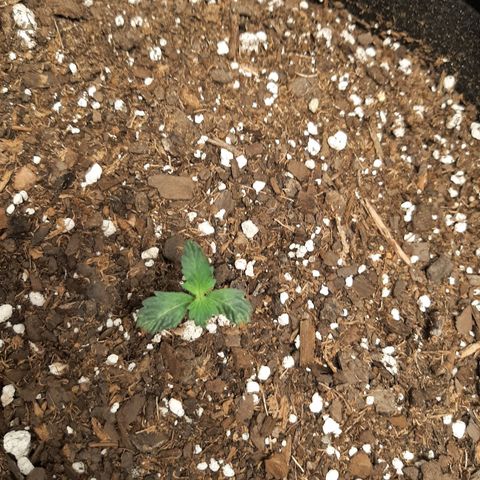 Skyler growlog photo: Skyler, one week from ground